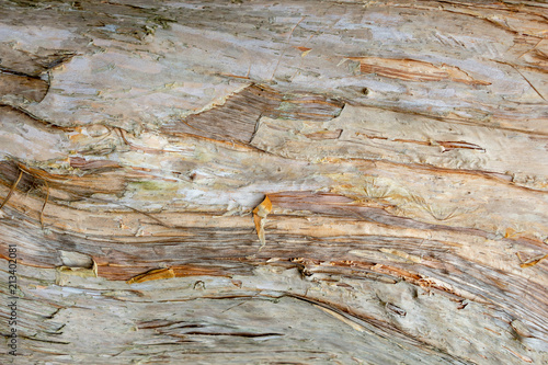 Paperbark tree (Melaleuca quinquenervia) trunk bark closeup, texture - Wolf Lake Park, Davie, Florida, USA