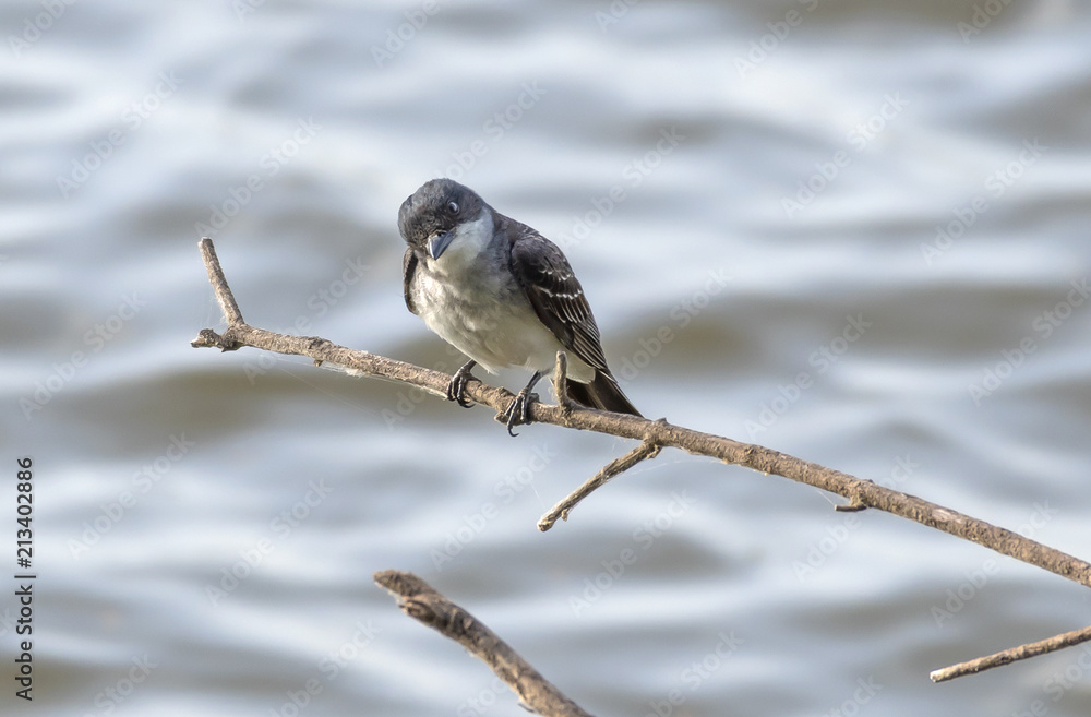 Naklejka premium Eastern kingbird isolated on bare branch