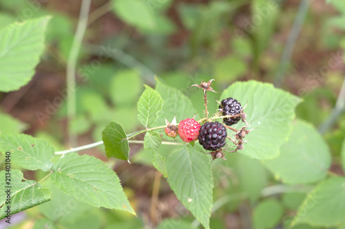 wild blackberry fruits, ripe and ripening in a same inflorescence