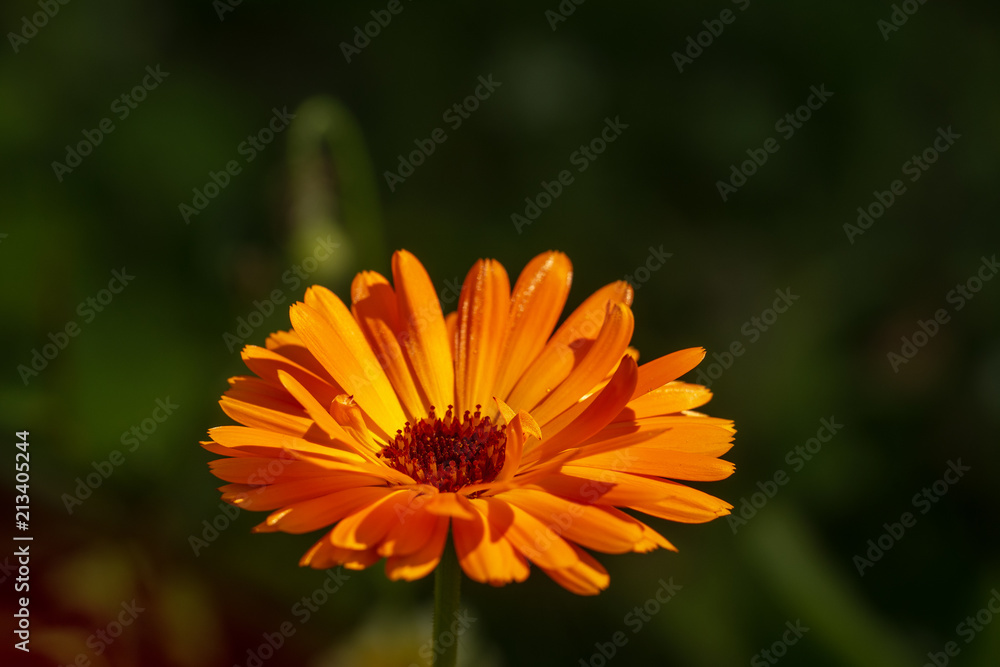 Obraz premium orange flower