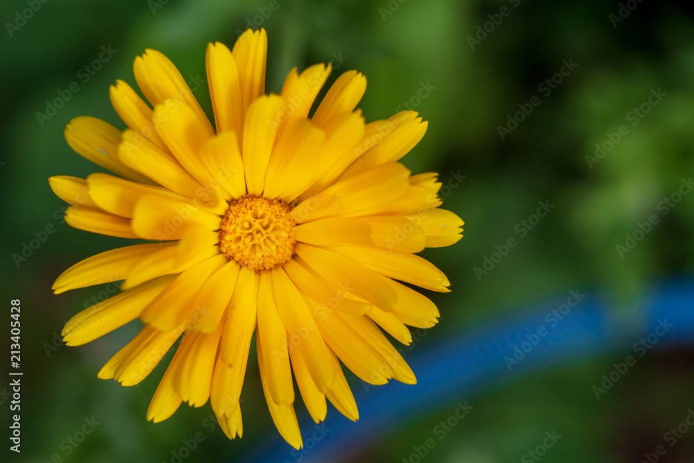 gelbe blume gelbe blume