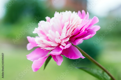 Pink peony closeup photo