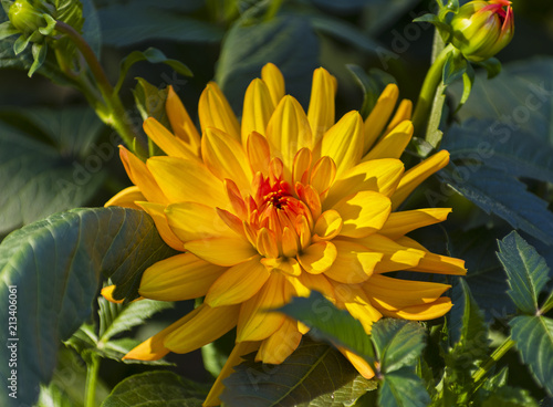 Fototapeta Naklejka Na Ścianę i Meble -  Beautiful red and yellow dahlia