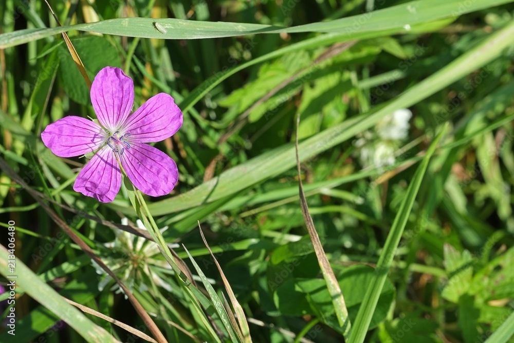 Marsh cranesbill isolated on a green background Marsh cranesbill isolated on a green background