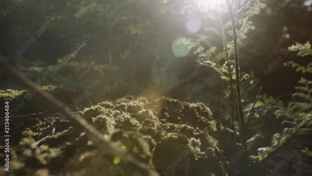 Macro shot of the sun shining on moss plants and logs in golden hour. Macro shot of the sun shining on moss plants and logs in golden hour.