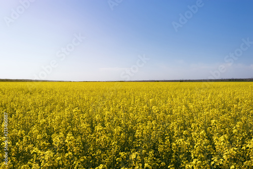 canola field full flowering / crop flowering canola fields ukrainyi © ml1413
