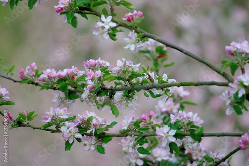 Close up of a bracnh of apple blossom photo