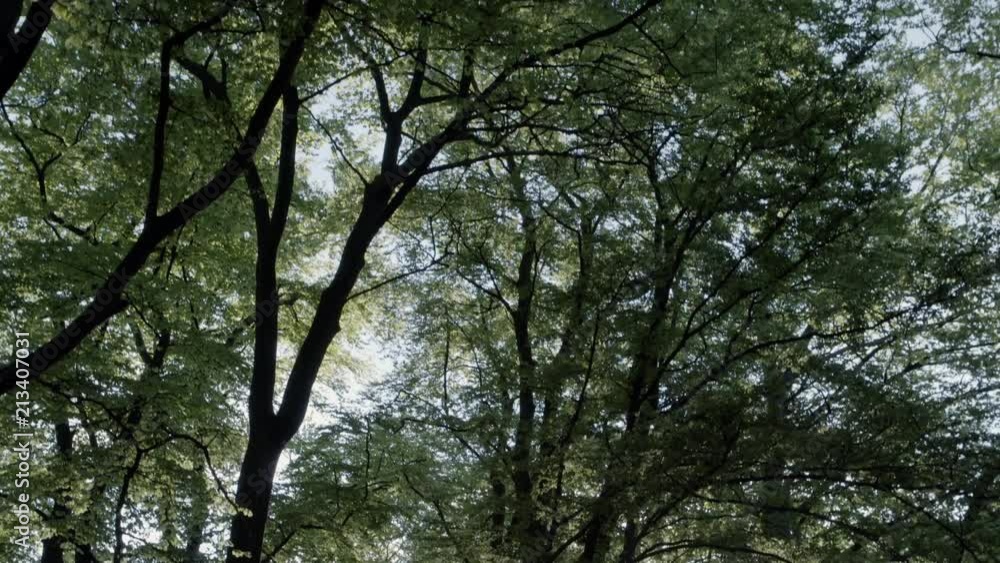 Sunny sky through treetops and moving through British forest. Sunny sky through treetops and moving through British forest.