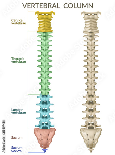 Vertebral column. Back view. Human skeleton, medicine. 3d vector icon on white background.