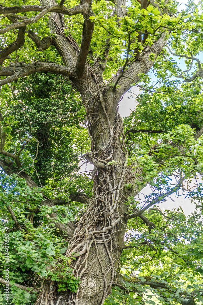 View of a huge trunk of a very leafy tree