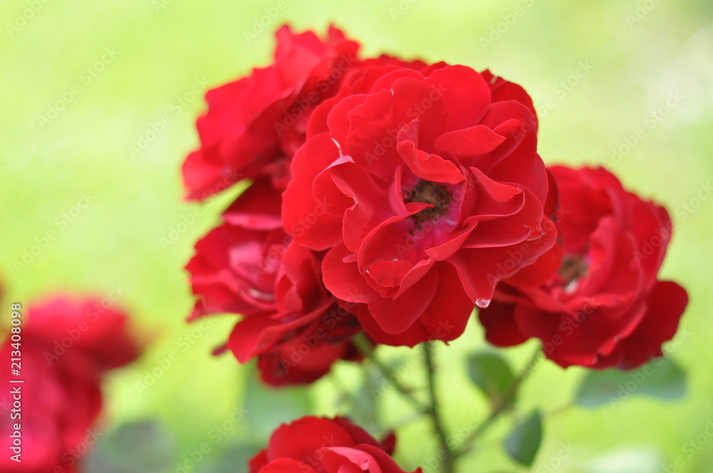red roses red roses