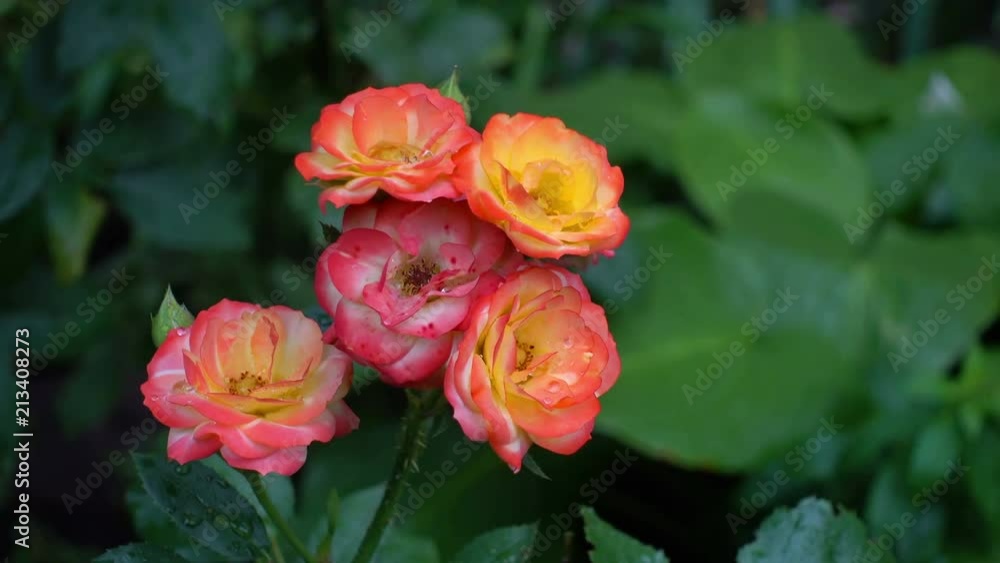 A circular view of a rose flower after a rain. Around the flower of the rose. Flower of love. A circular view of a rose flower after a rain. Around the flower of the rose. Flower of love.