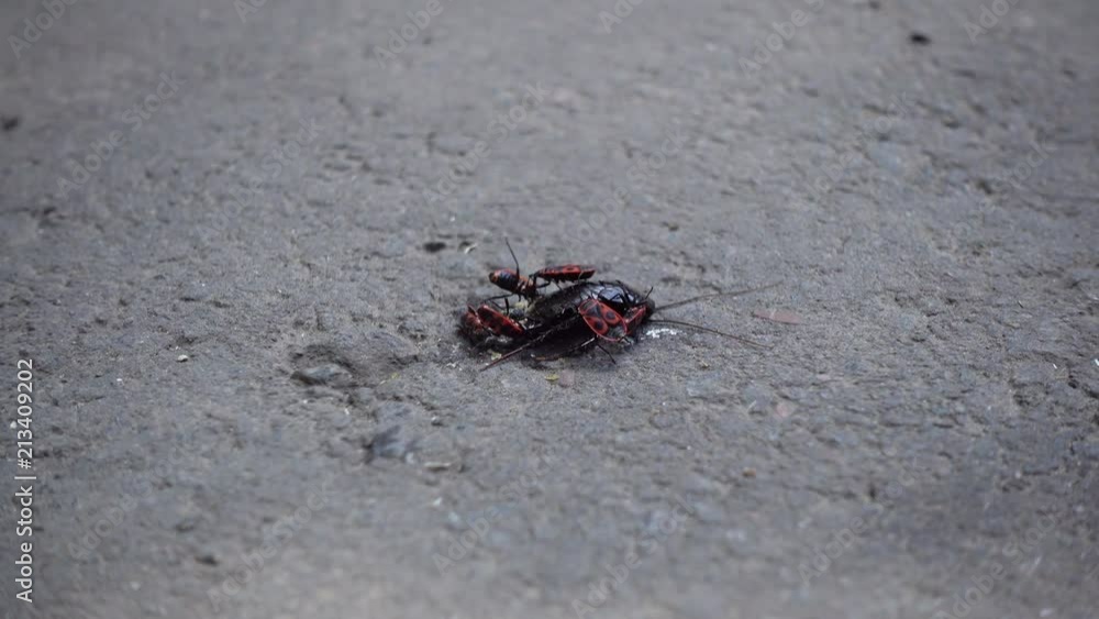 The bug soldier is eating a dead cockroach. Bedbugs attacked the cockroach. Food chain in nature. The bug is involved in the food chain. The bug soldier is eating a dead cockroach. Bedbugs attacked the cockroach. Food chain in nature. The bug is involved in the food chain.