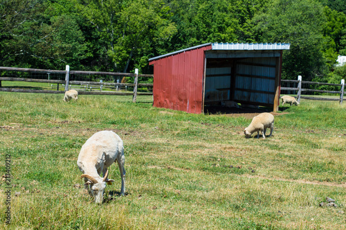 Sheep grazing in rural pasture. 