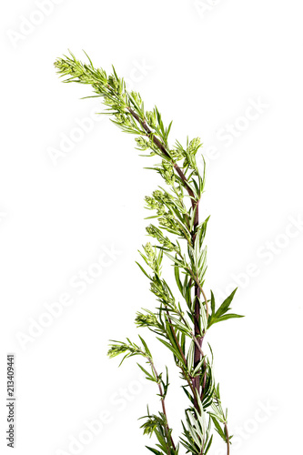 Artemisia vulgaris common weed - isolated on a white background