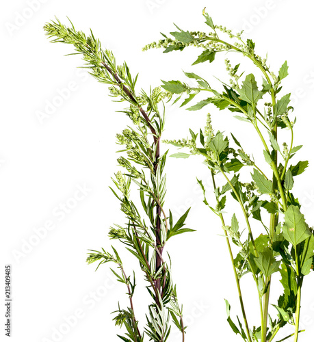 Artemisia vulgaris and Chenopodium album common weed - isolated on a white background