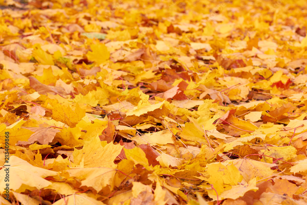 Yellow autumn leaves in the park. Yellow autumn leaves in the park.