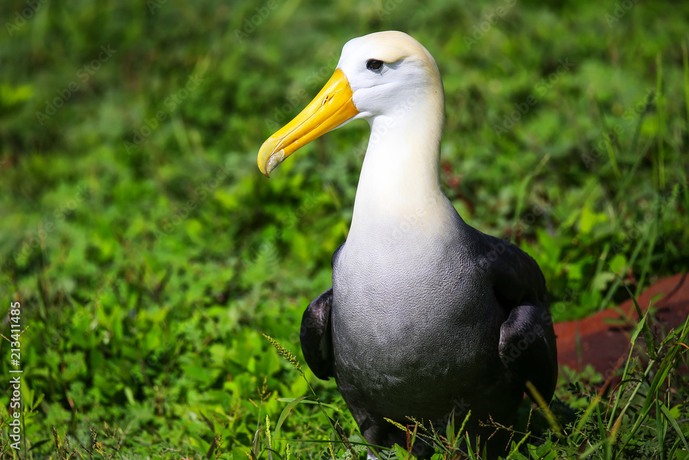 Waved albatross on Espanola Island, Galapagos National park, Ecuador Waved albatross on Espanola Island, Galapagos National park, Ecuador