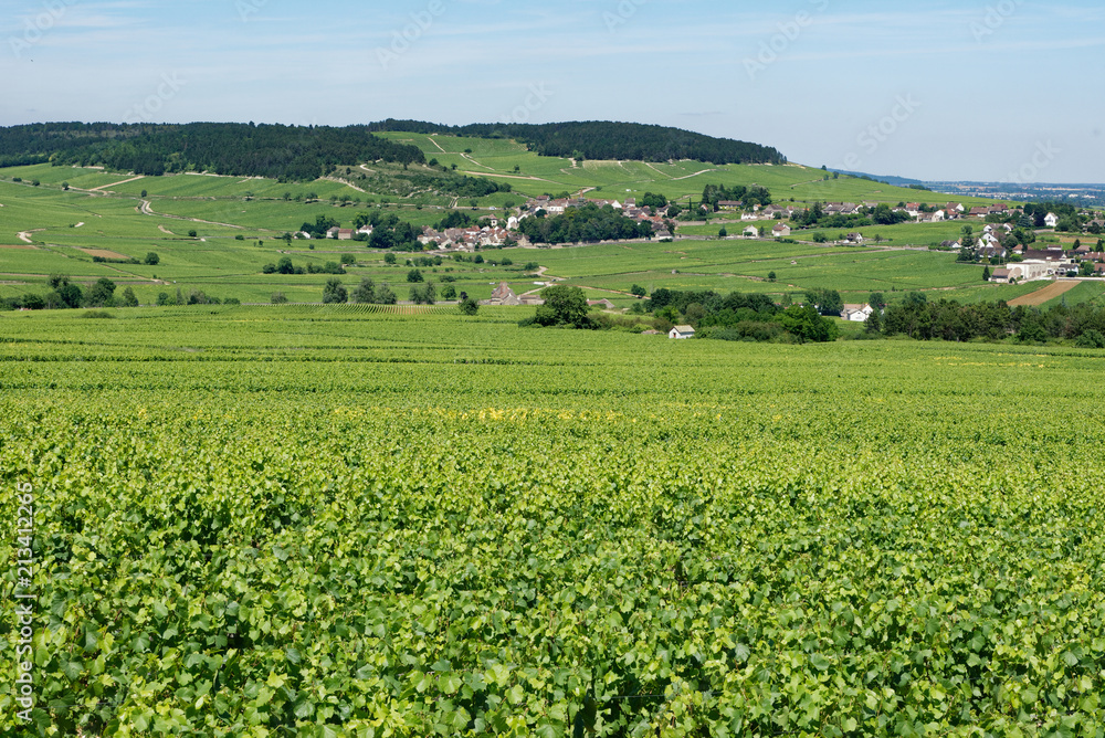 Vignoble de bourgogne au premier plan, village et coteau à l'arrière plan.