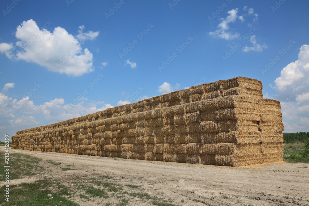 Wheat field after harvest, bale packed straw at big pile with clear sky