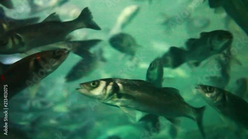 herring - a large flock of fish under water chaotic swims from side to side photo