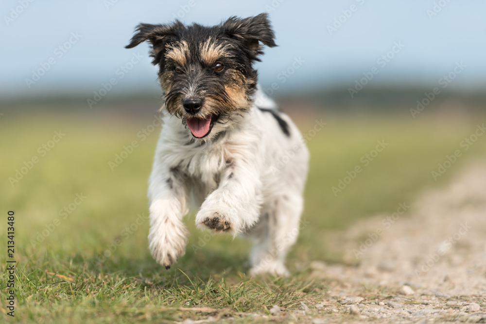 Jack Russell Terrier 10 years old hair is smooth little dog happily