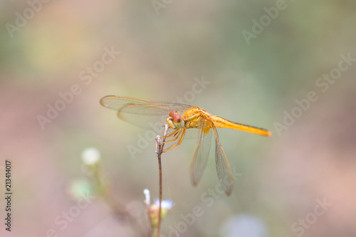 Dragonfly in nature background. © alohapatty