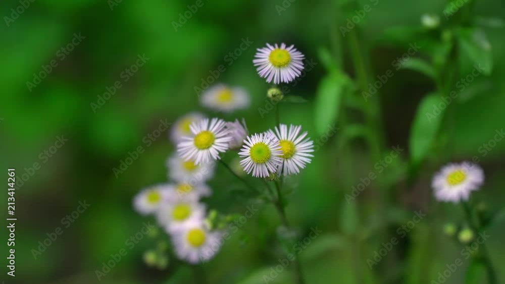 4k Chamomile Swinging Wind in The Woods 4k Chamomile Swinging Wind in The Woods