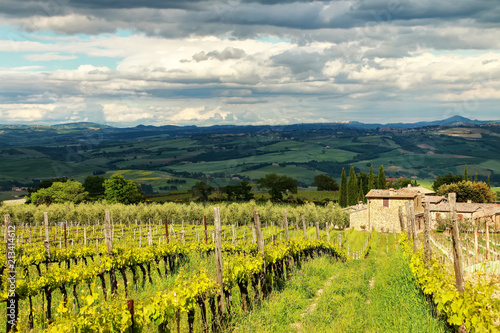 Fototapeta Naklejka Na Ścianę i Meble -  Vineyard near Montalcino in Val d'Orcia, Tuscany, Italy.