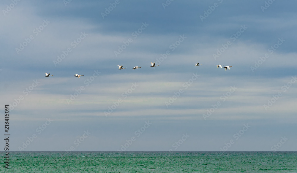 Fototapeta premium Swans flying over the sea. Stock photo.