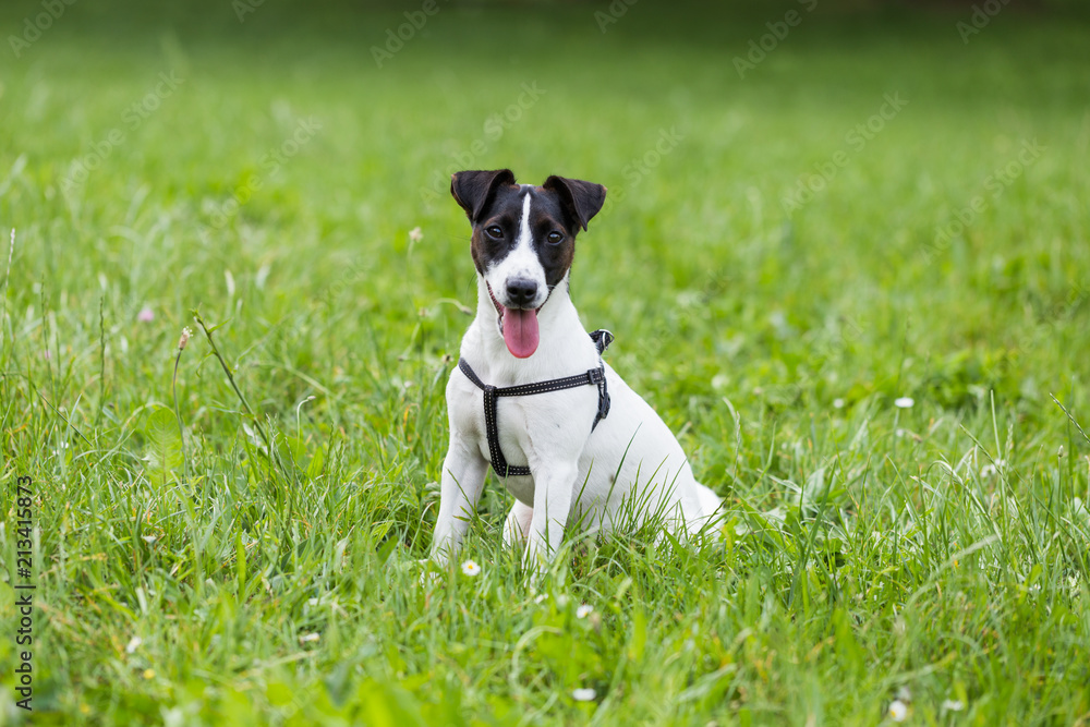 Portrait of cute dog Jack Russell Terrier sitting in the nature. Portrait of cute dog Jack Russell Terrier sitting in the nature.