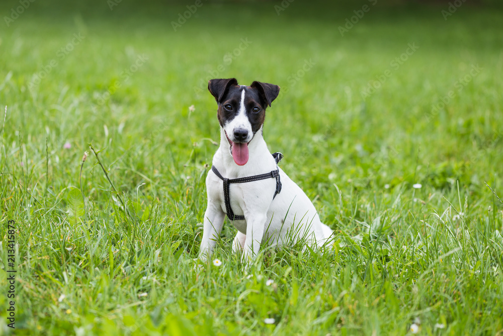 Portrait of cute dog Jack Russell Terrier sitting in the nature.