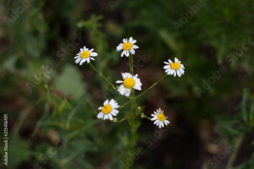 Camomile in the field.