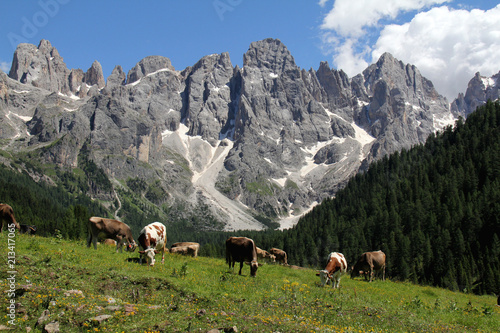 vacche al pascolo in Val Venegia (Dolomiti)