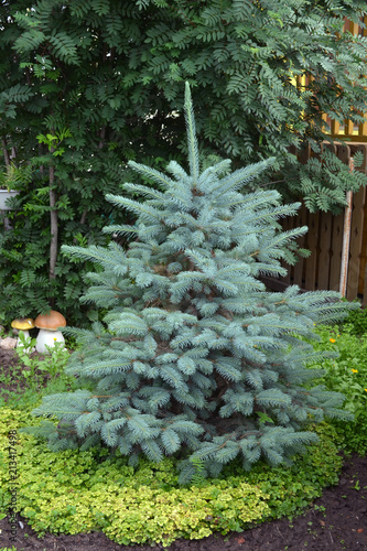 голубая ель