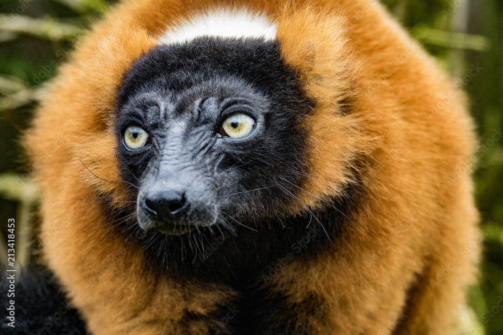 Fototapeta premium Red Ruffed Lemur