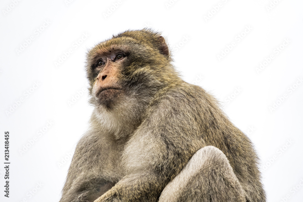 Portrait of a Macaque