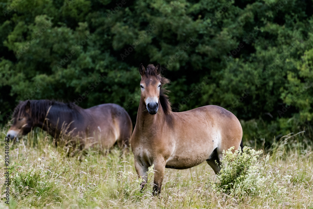 Fototapeta premium Wild stallion 
