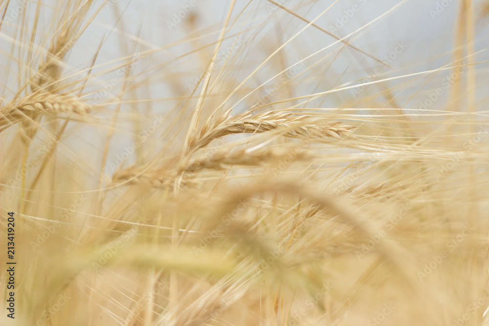 Fototapeta premium Wheat field. Spikelets of wheat.