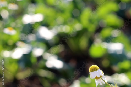 bokeh flower 