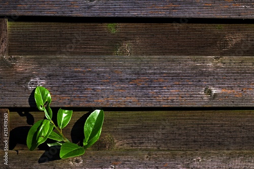 plant alone on fence