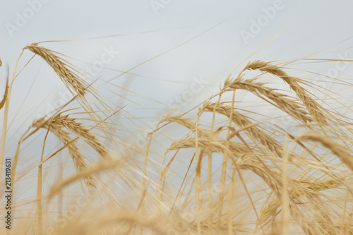 Ears of wheat. Wheat field.