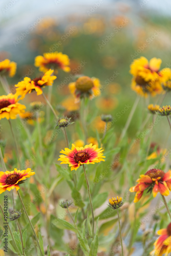 Close-up of blanket flowers (Gaillardia aristata) in full bloom