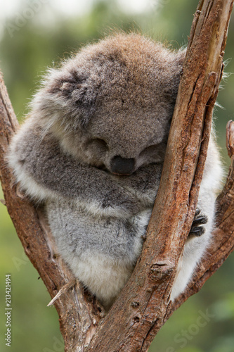 Koala Sleeping in a Tree