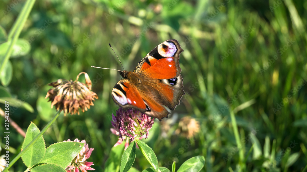 Aglais io, the European peacock butterfly, on the clover flower. Aglais io, the European peacock butterfly, on the clover flower.