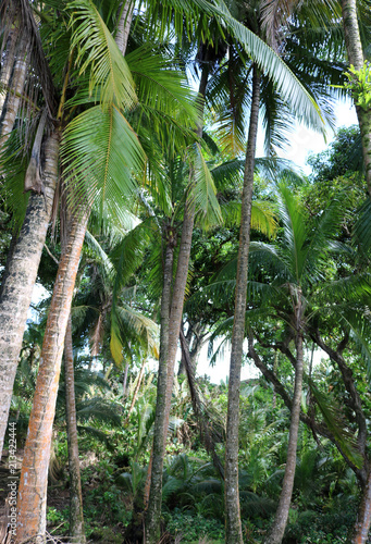 Lush, green, tropical jungle with lots of palm trees on a sunny day