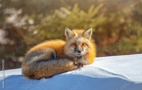 Red Fox  Canada
