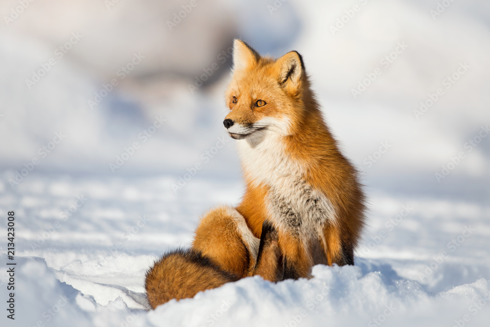 Red fox, Canada Red fox, Canada