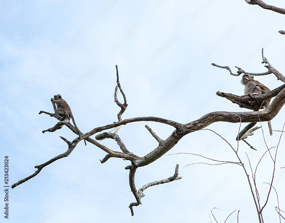 Monkey on branch of tree - animals in wilderness Monkey on branch of tree - animals in wilderness