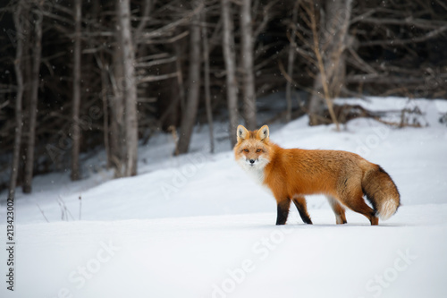 Red fox, Canada